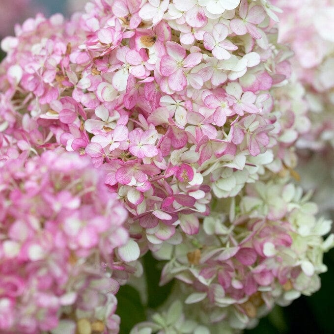 Hydrangea paniculata 'Vanille Fraise'