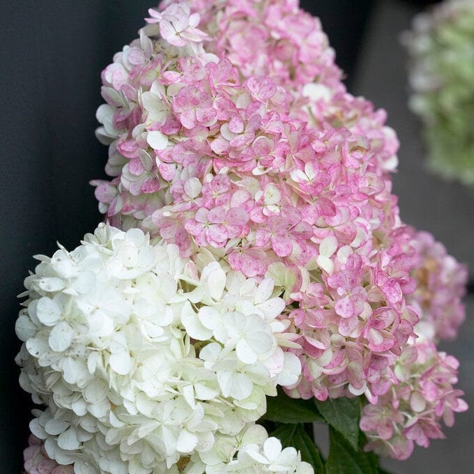 Hydrangea paniculata 'Vanille Fraise'