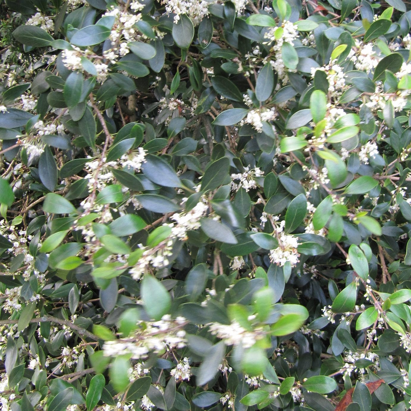 Best Evergreen Shrubs