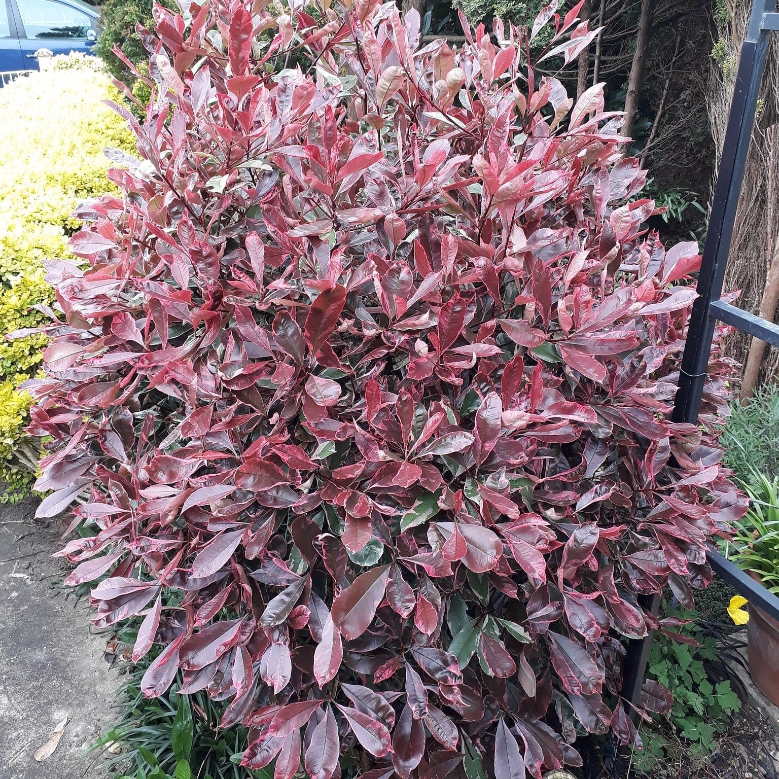 Photinia 'Pink Marble'