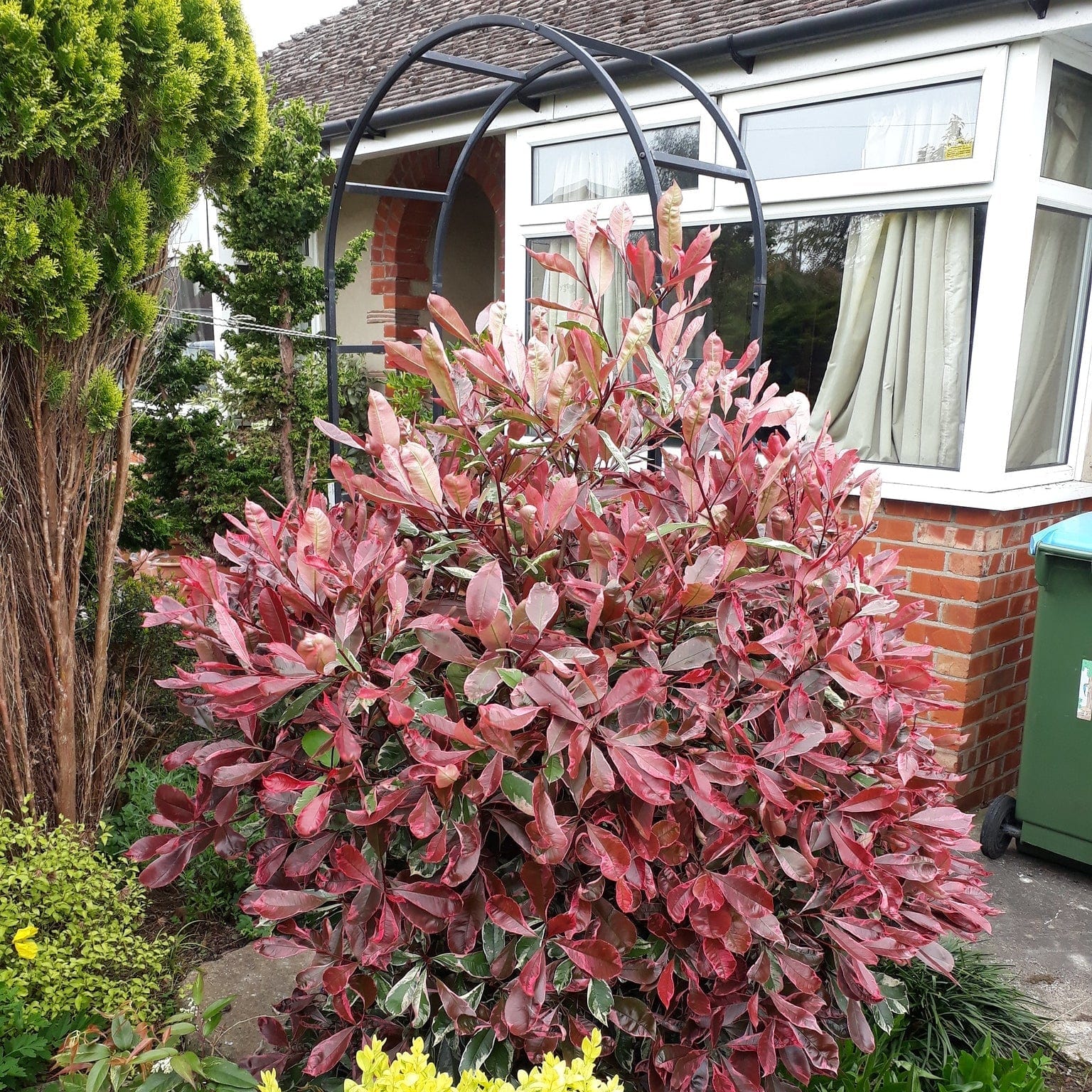 Photinia 'Pink Marble'