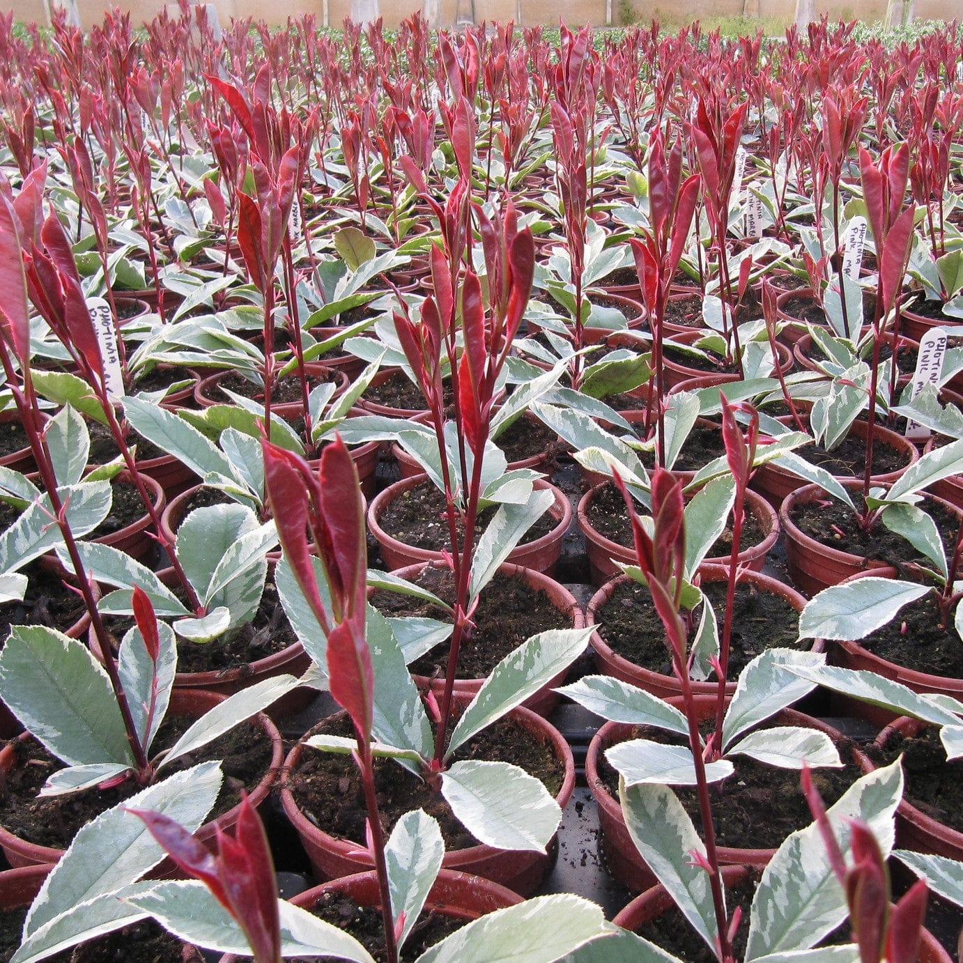 Photinia 'Pink Marble'