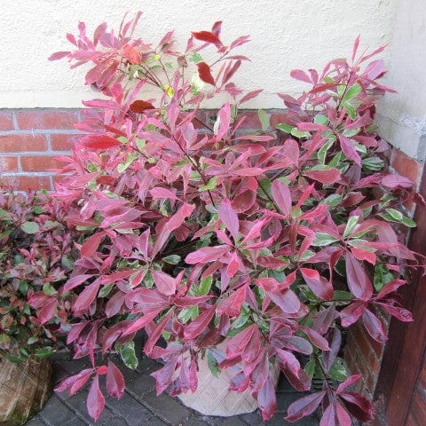 Photinia 'Pink Marble'