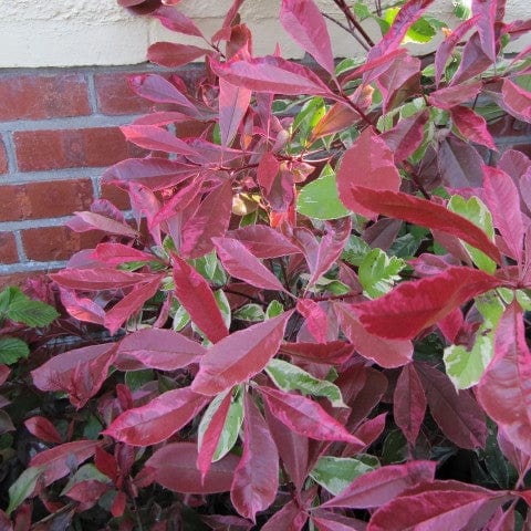 Photinia 'Pink Marble'