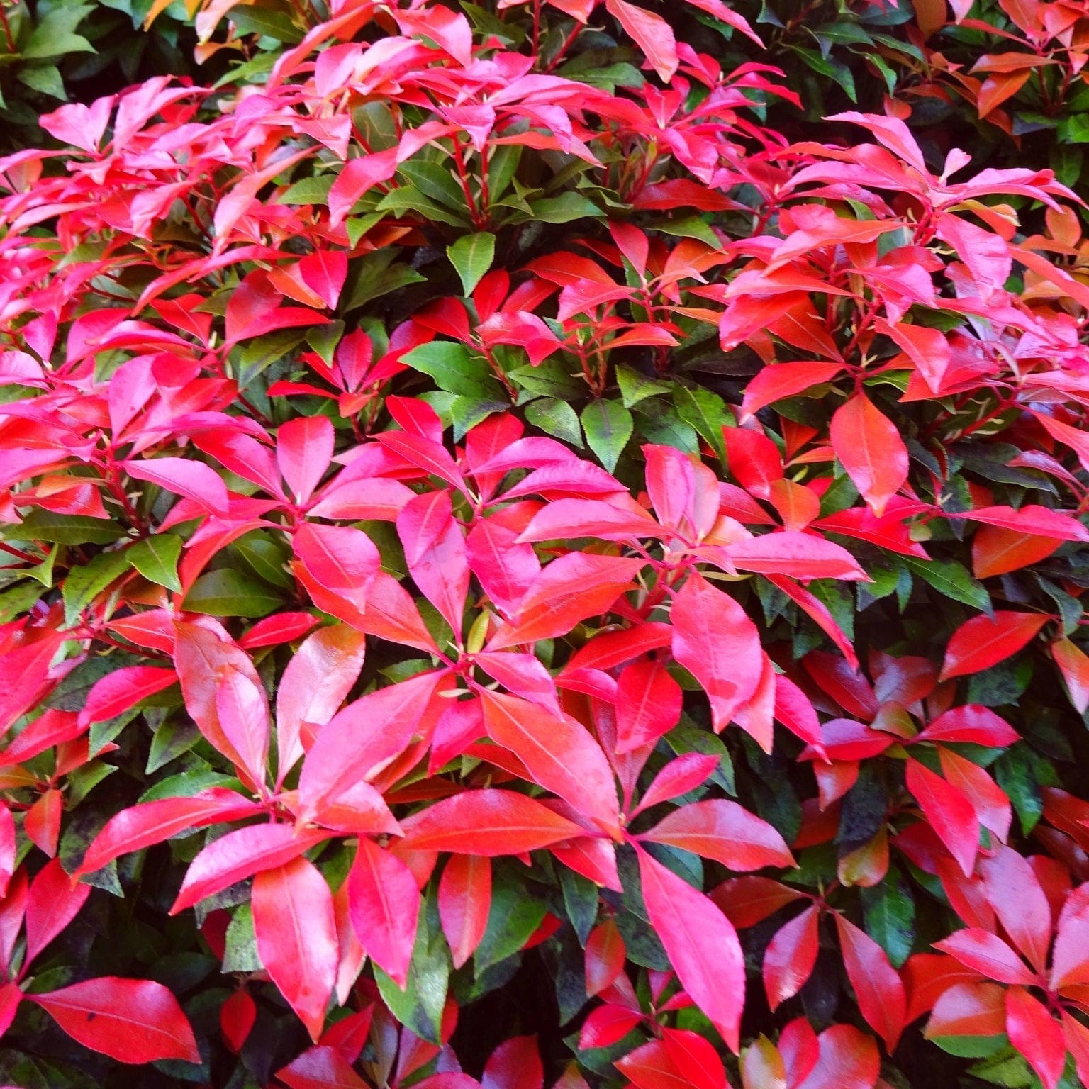 Best Evergreen Shrubs