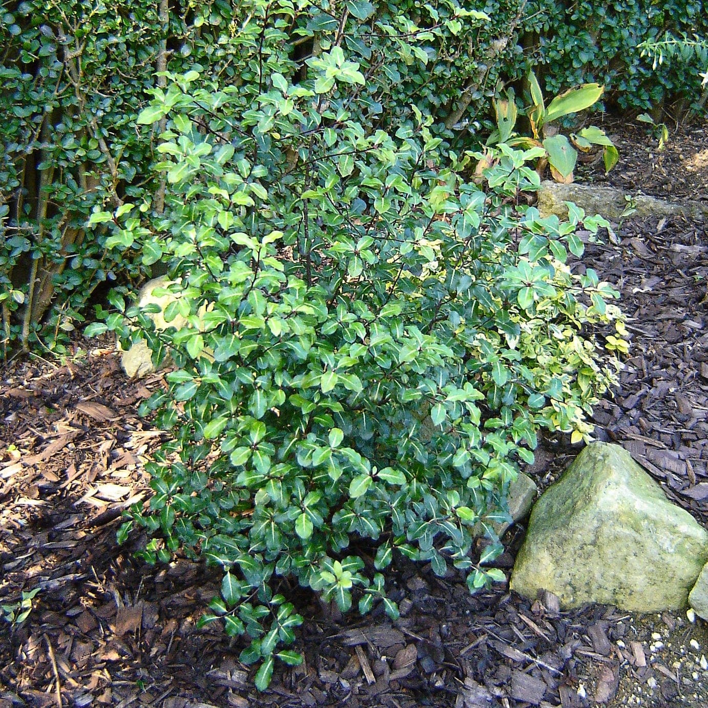 Best Evergreen Shrubs