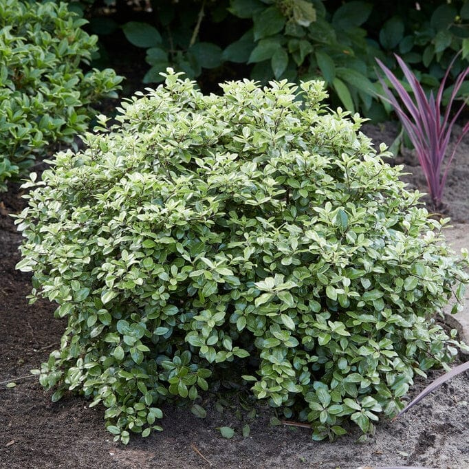 Best Shrubs For Borders