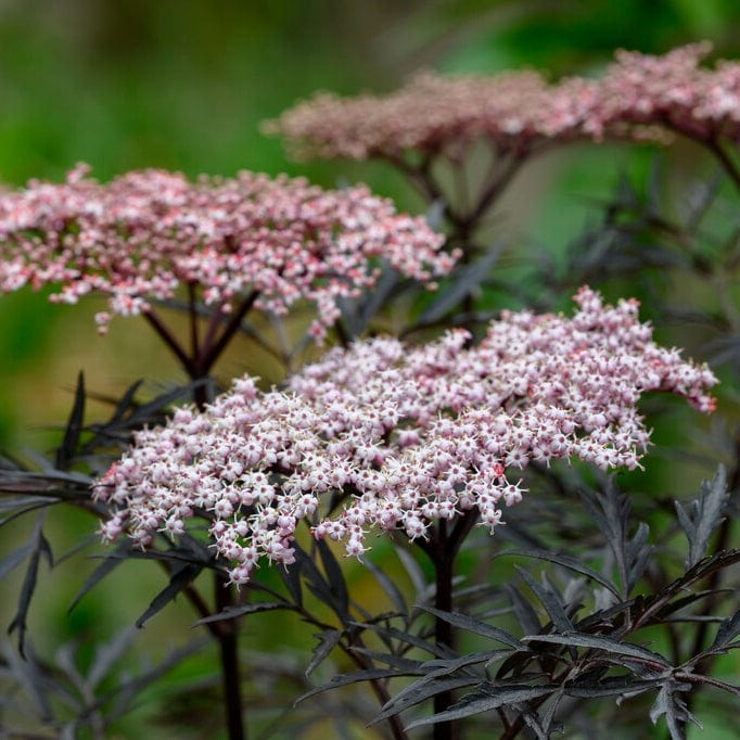 Sambucus 'Black Lace'