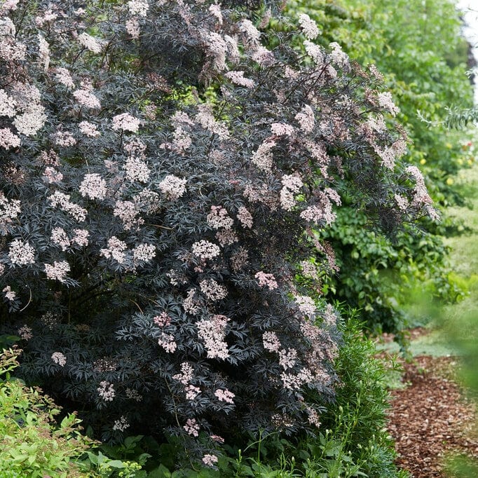 Sambucus 'Black Lace'