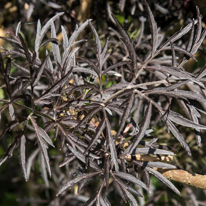 Sambucus 'Black Lace'