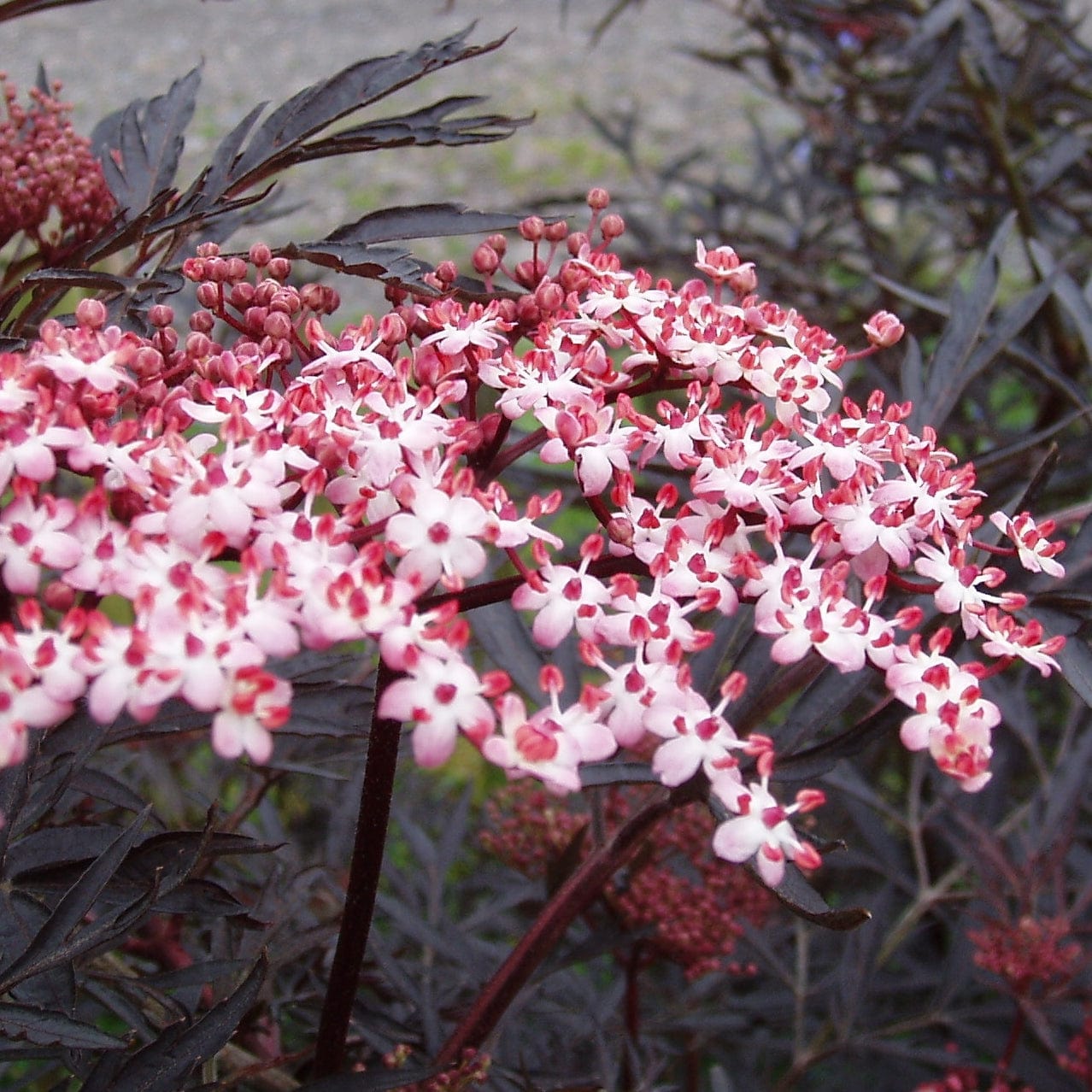 Sambucus 'Black Lace'