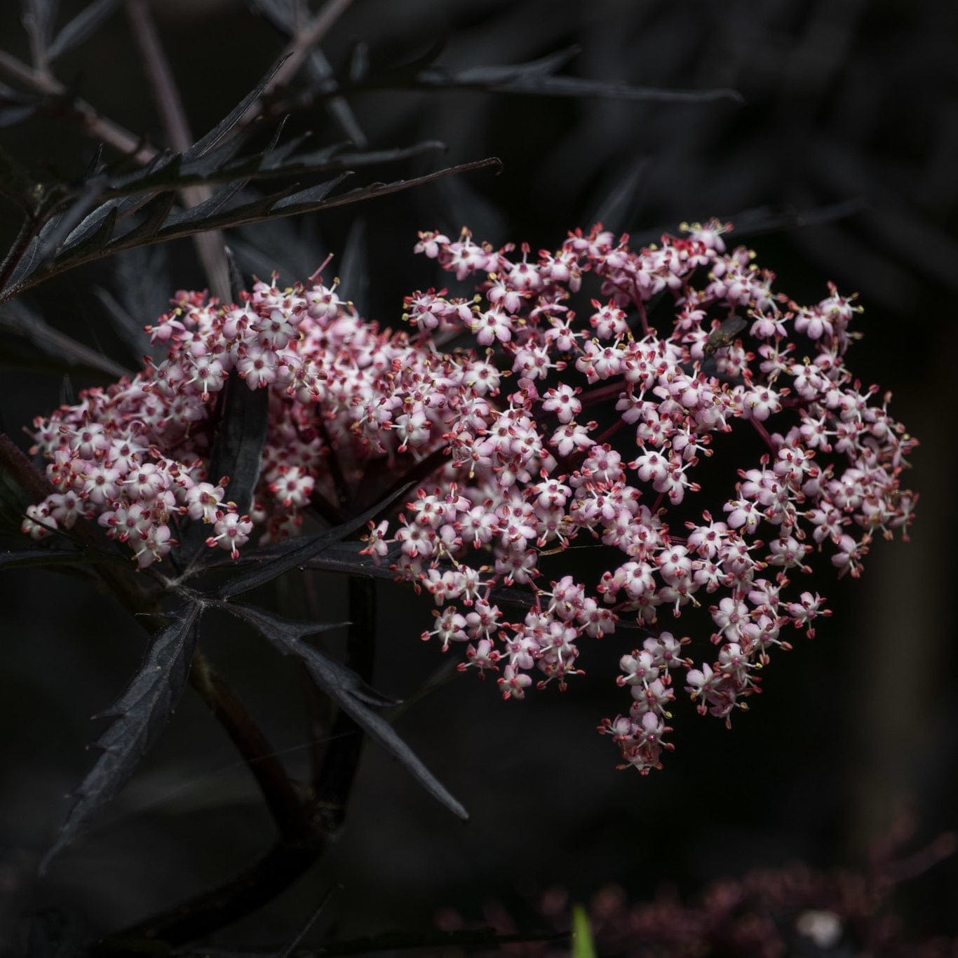 Sambucus 'Black Lace'
