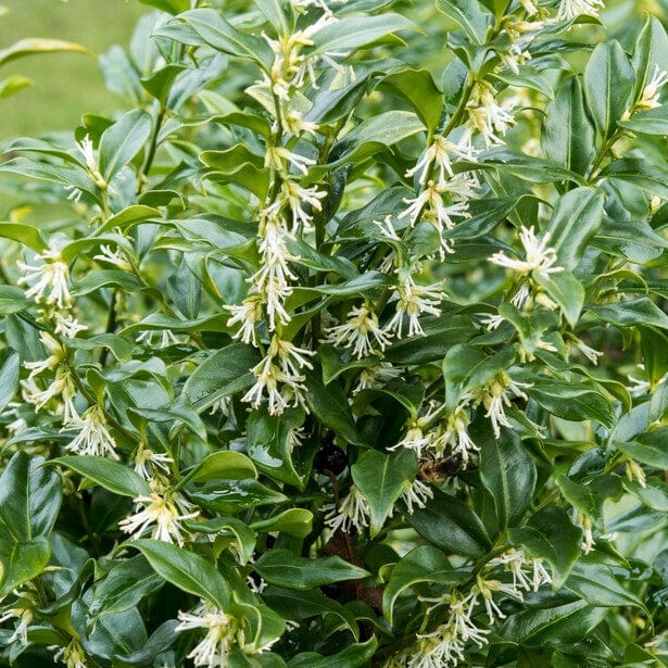 Best Fast Growing Shrubs