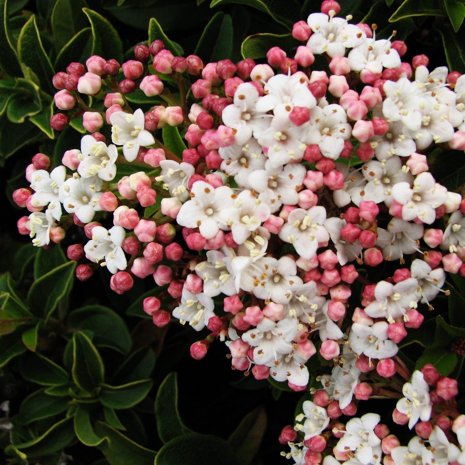 Viburnum tinus