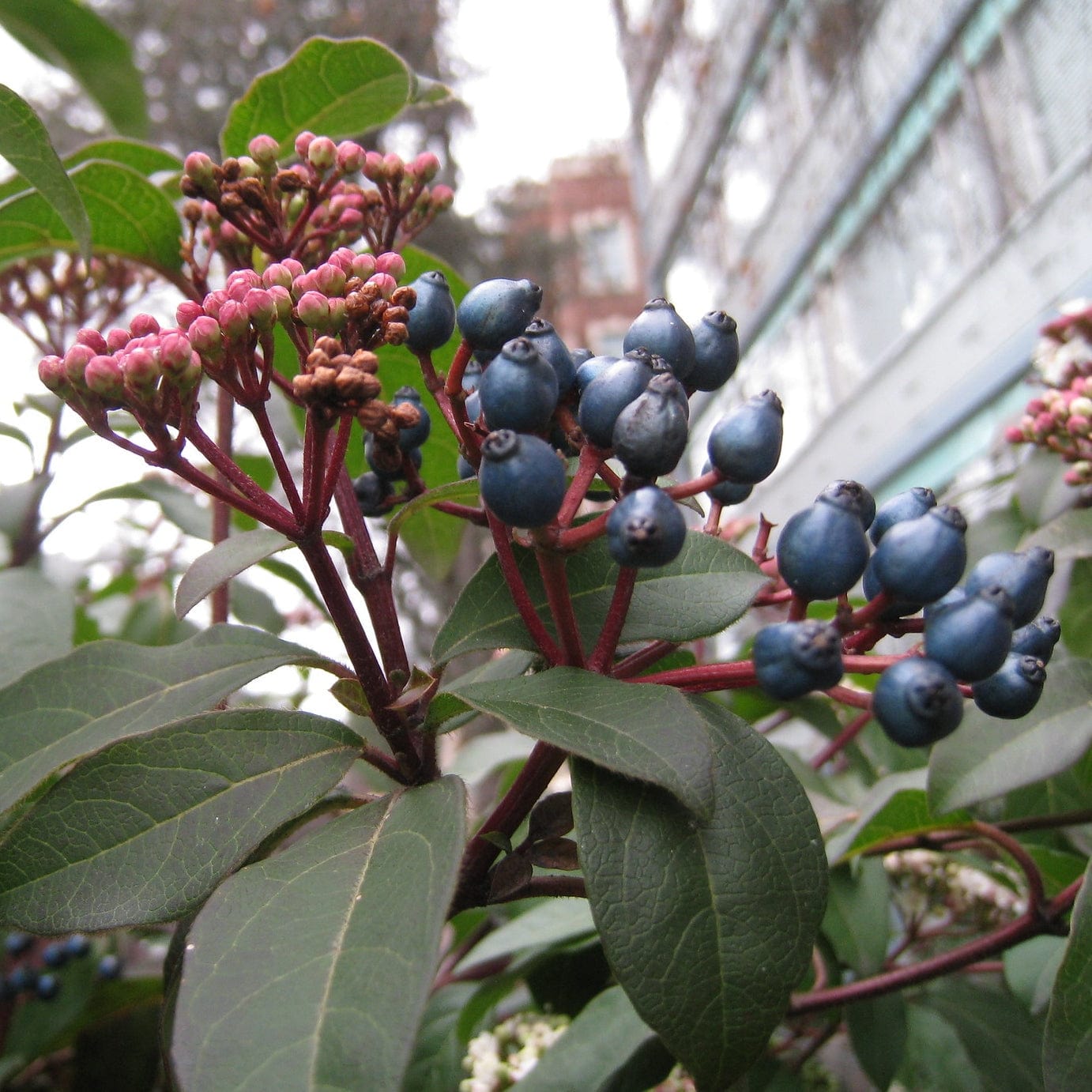 Viburnum tinus