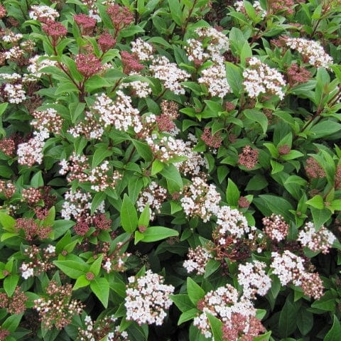 Viburnum tinus