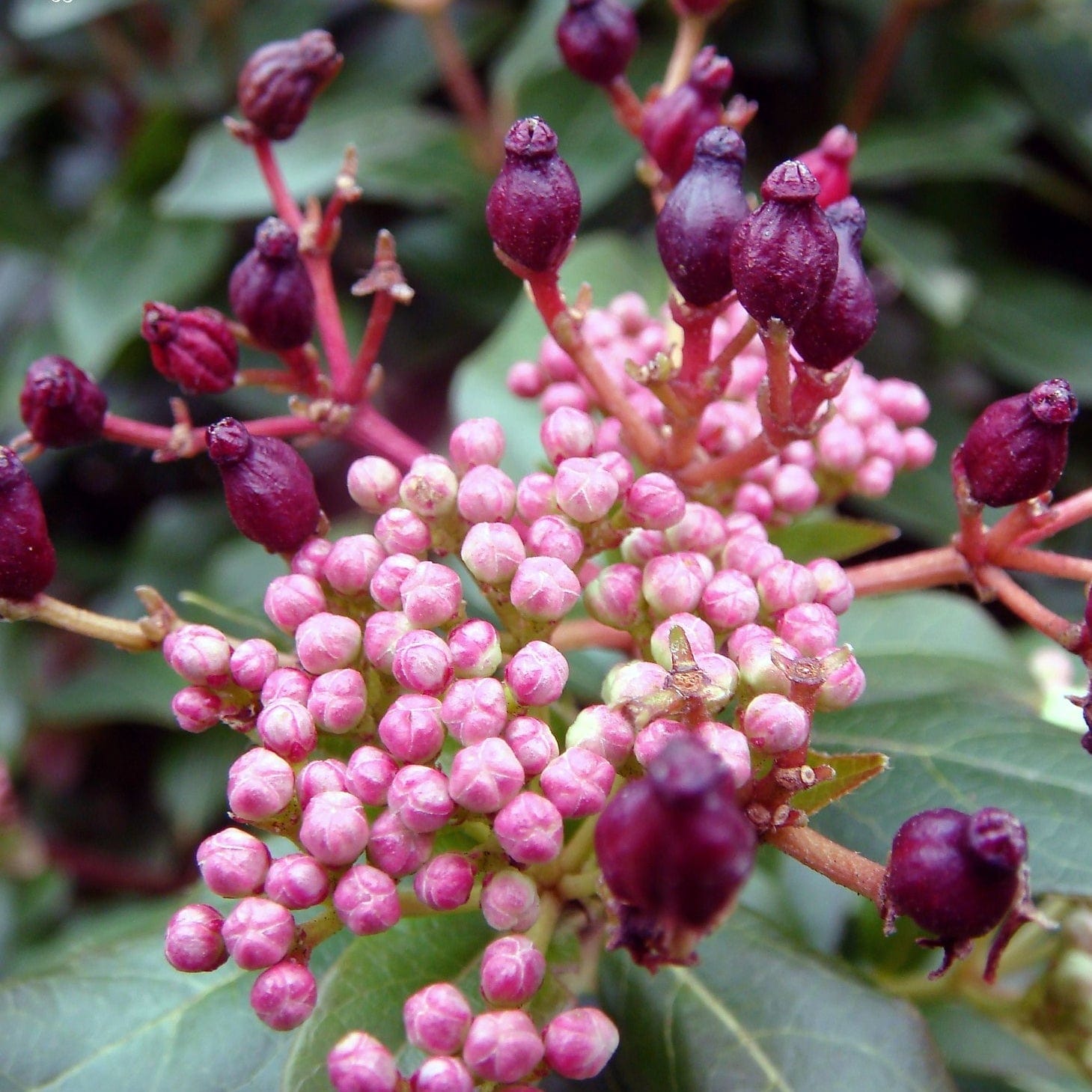 Viburnum tinus