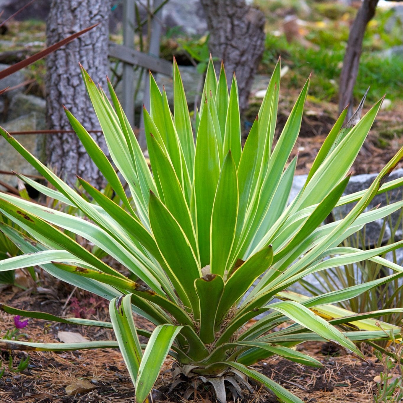 Yucca gloriosa 'Variegata'