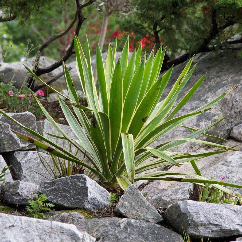 Yucca gloriosa 'Variegata'
