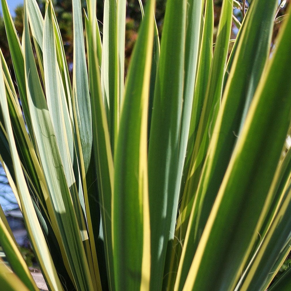 Yucca gloriosa 'Variegata'