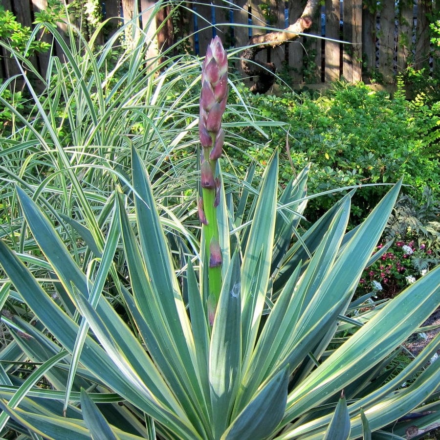 Yucca gloriosa 'Variegata'