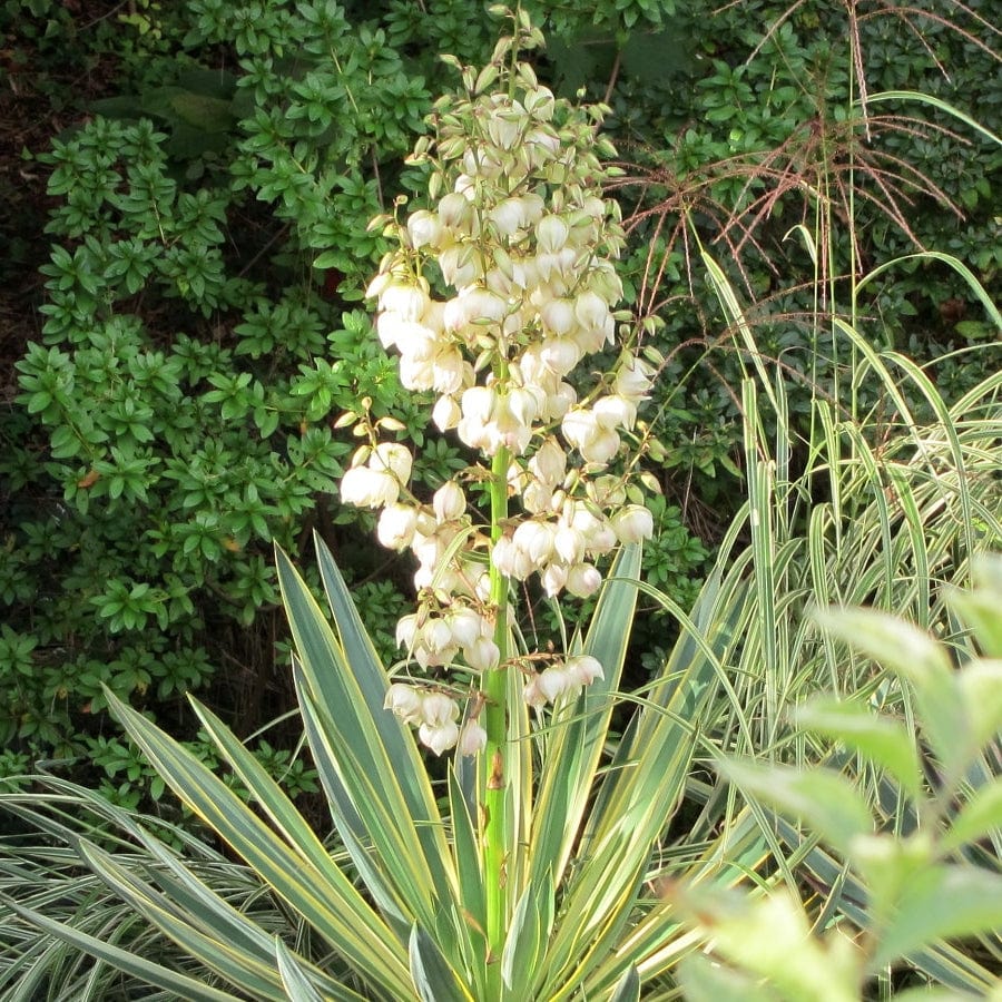 Yucca gloriosa 'Variegata'