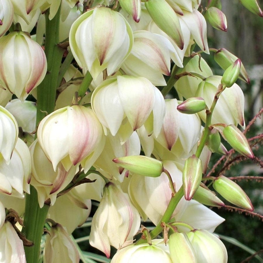 Yucca gloriosa 'Variegata'