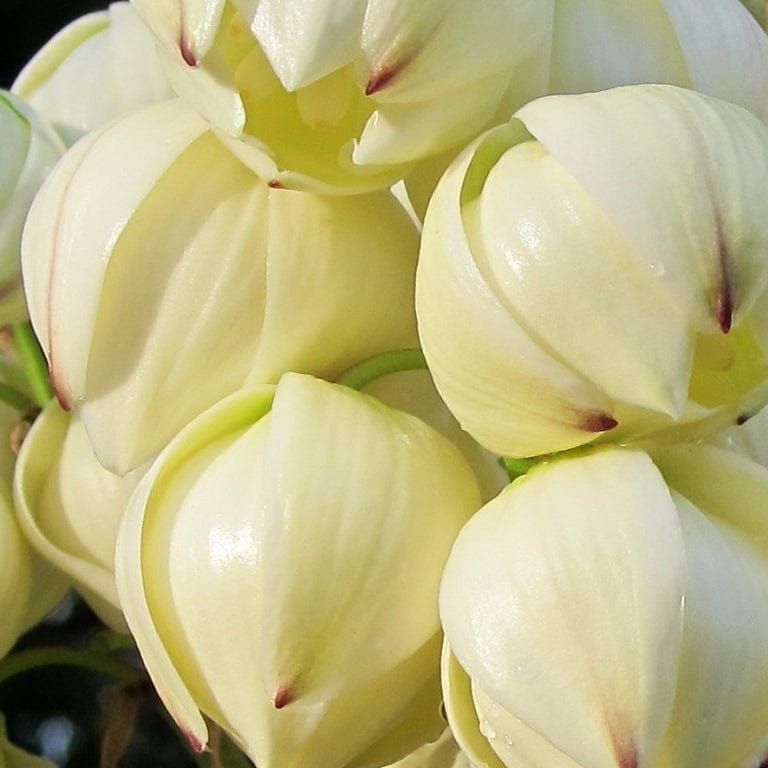 Yucca gloriosa 'Variegata'