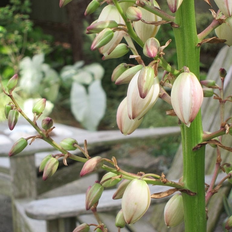 Yucca gloriosa 'Variegata'