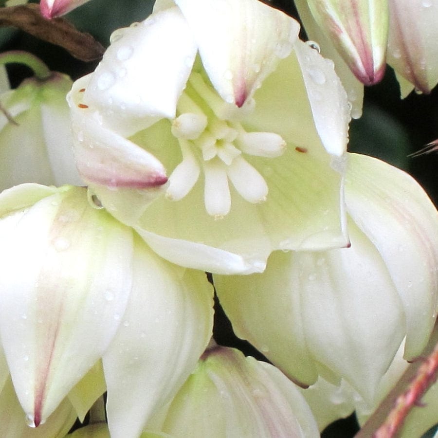 Yucca gloriosa 'Variegata'
