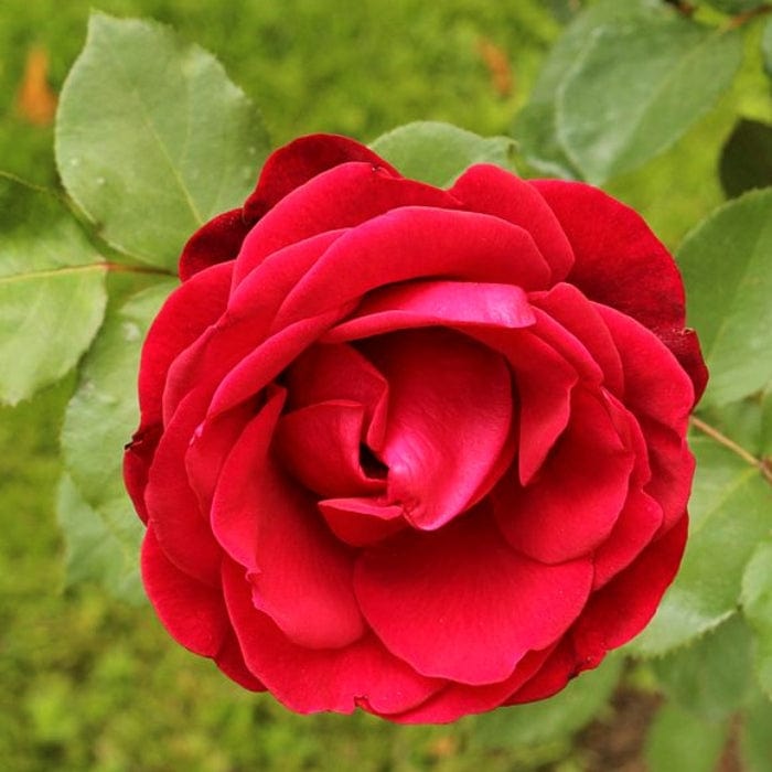 'Don Juan' Climbing Rose
