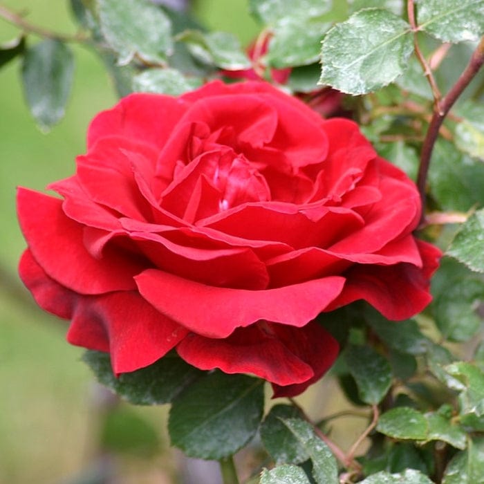 'Don Juan' Climbing Rose