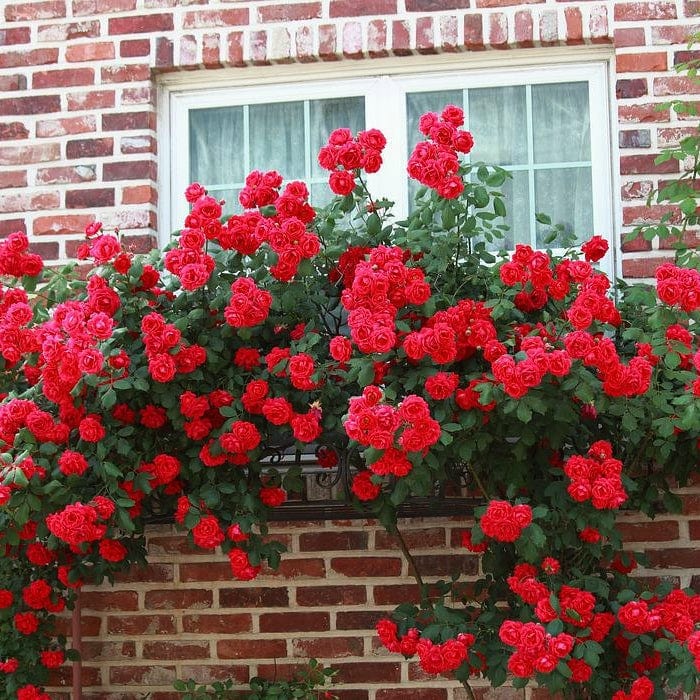 'Don Juan' Climbing Rose