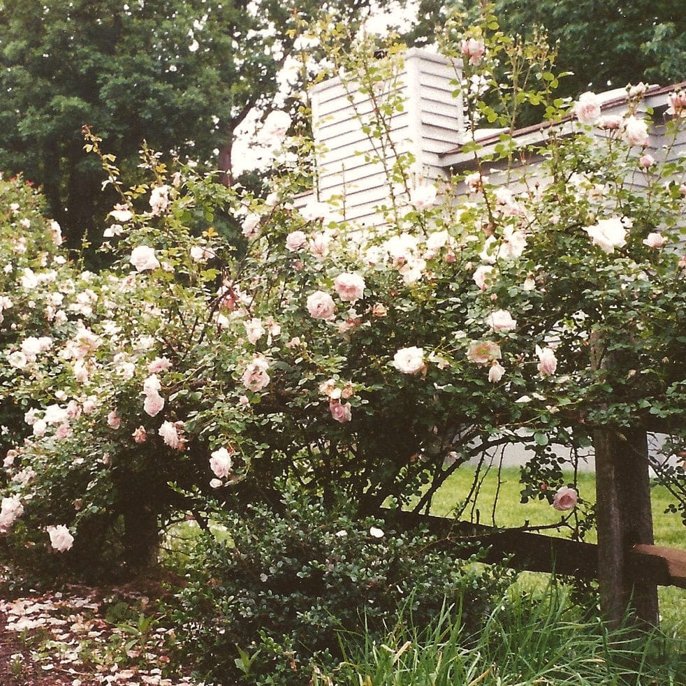 'New Dawn' Climbing Rose