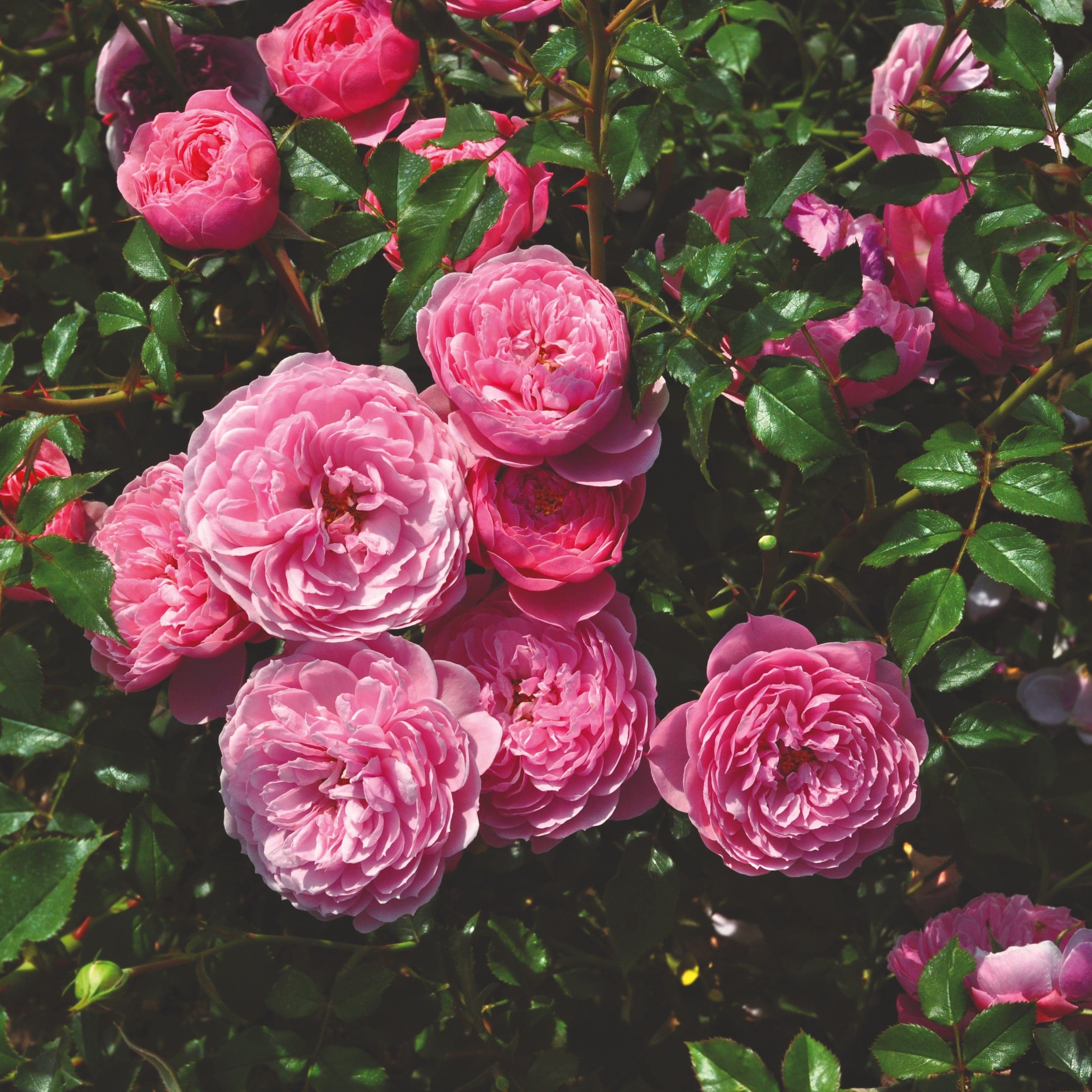 'Punch Pixie®' Shrub Rose