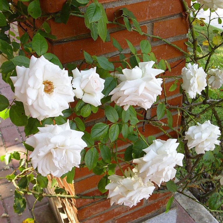 'Swan Lake' Climbing Rose