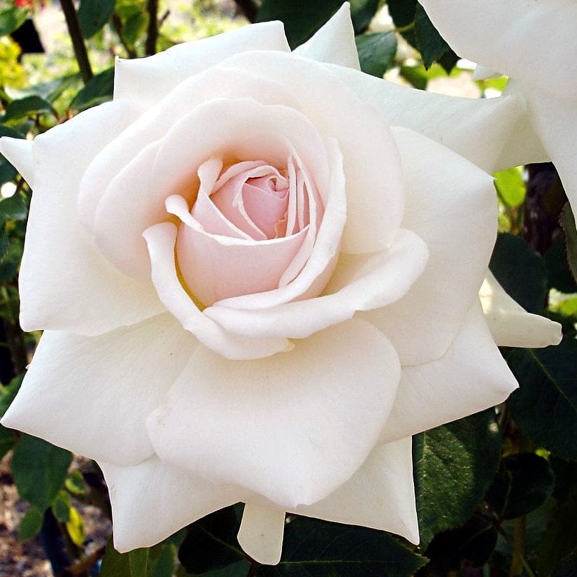 'Swan Lake' Climbing Rose