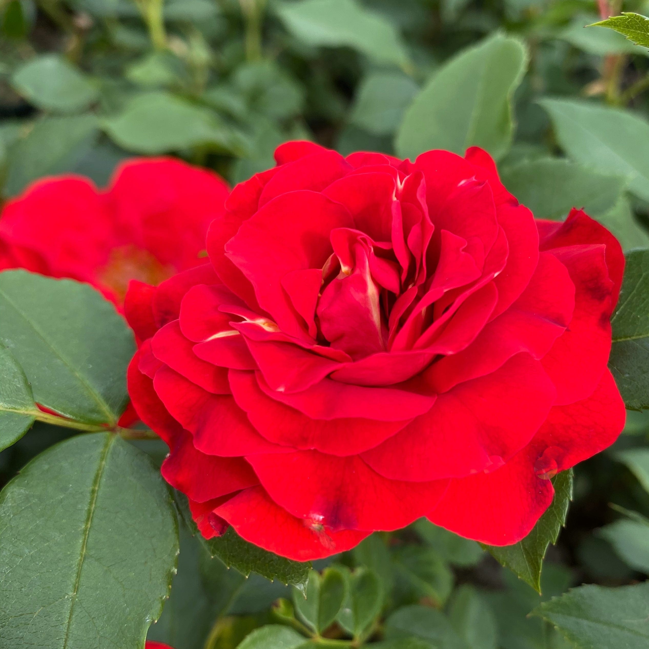 'Jewel in the Crown®' Shrub Rose