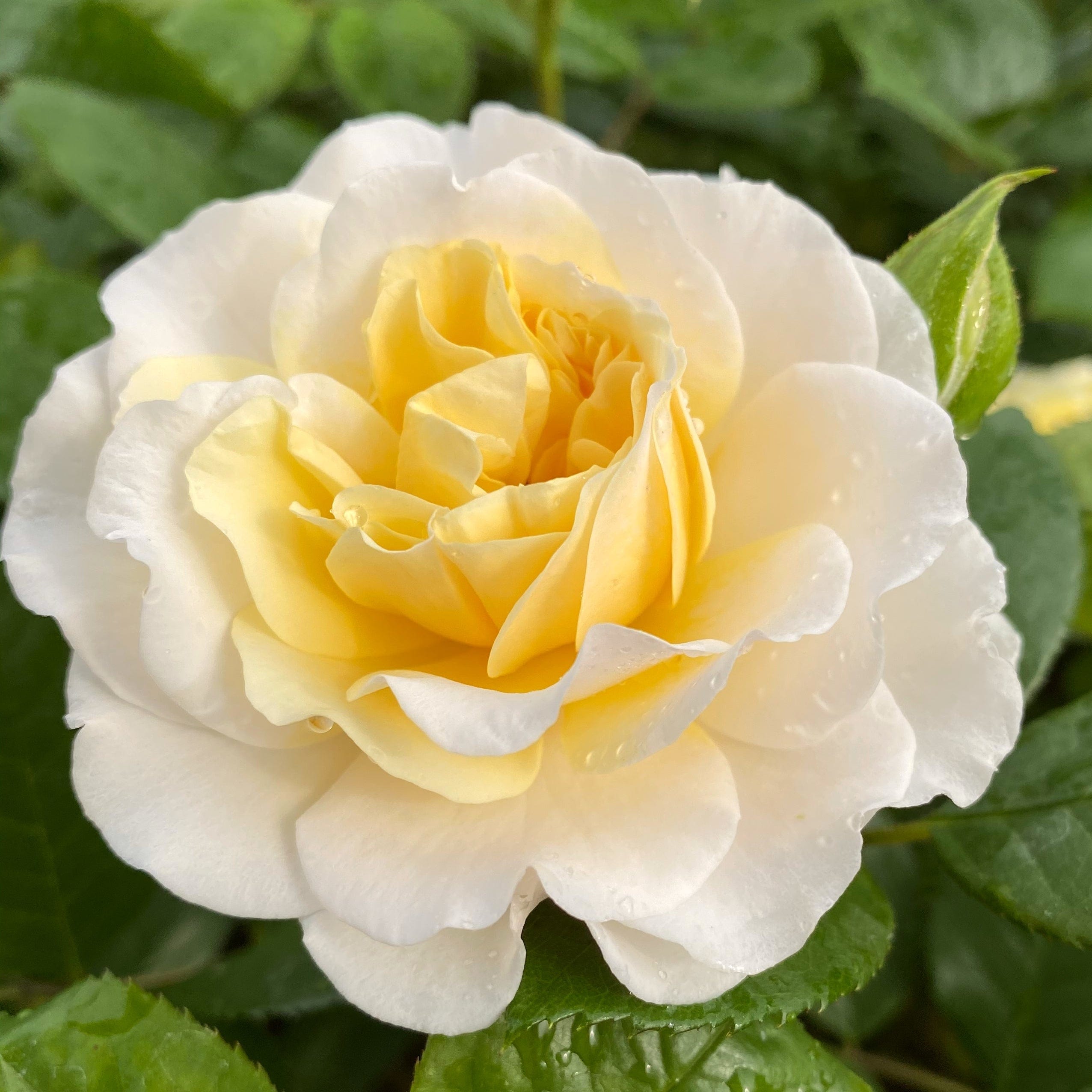 'Ray of Sunshine®' Shrub Rose