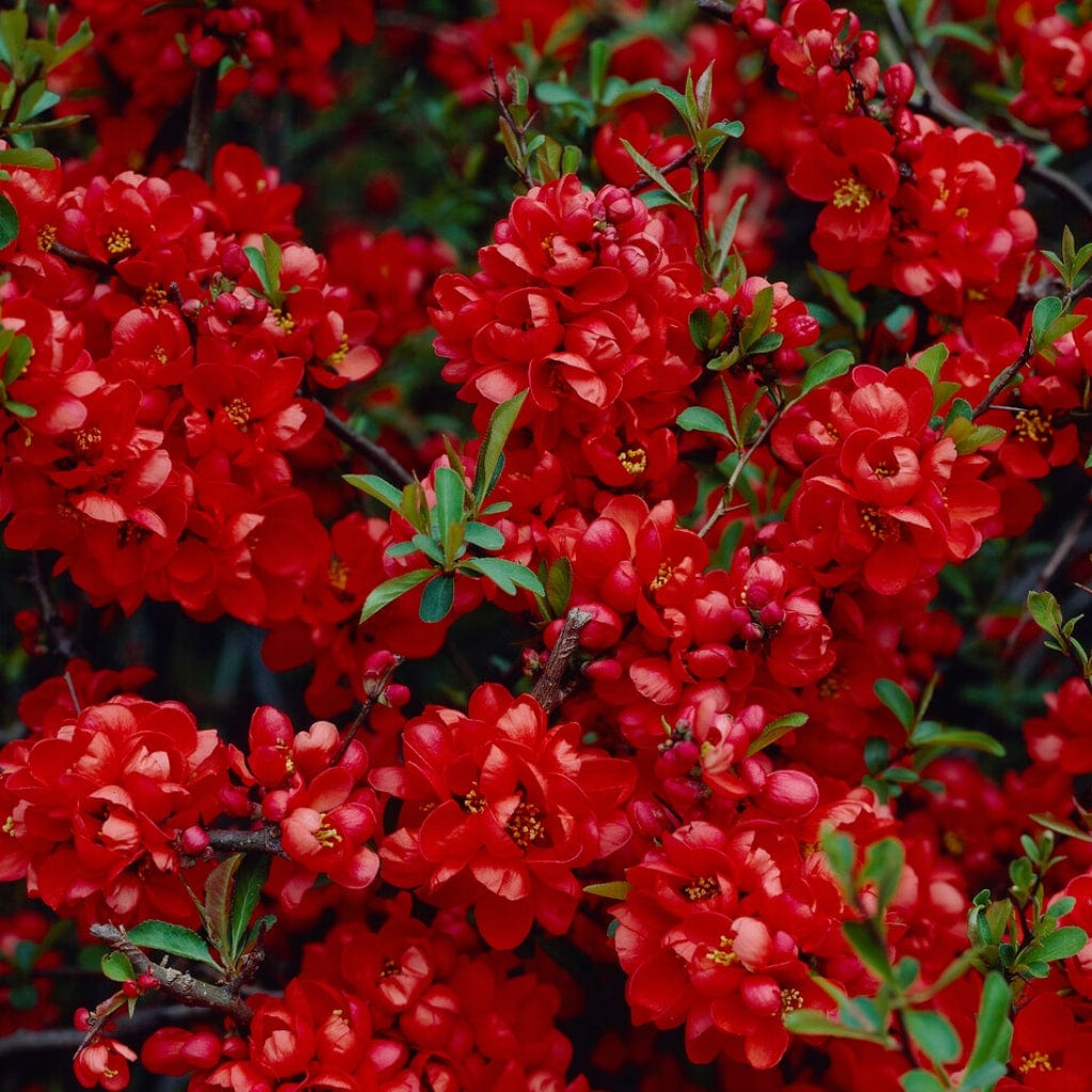 Early Spring Flowering Shrub Collection