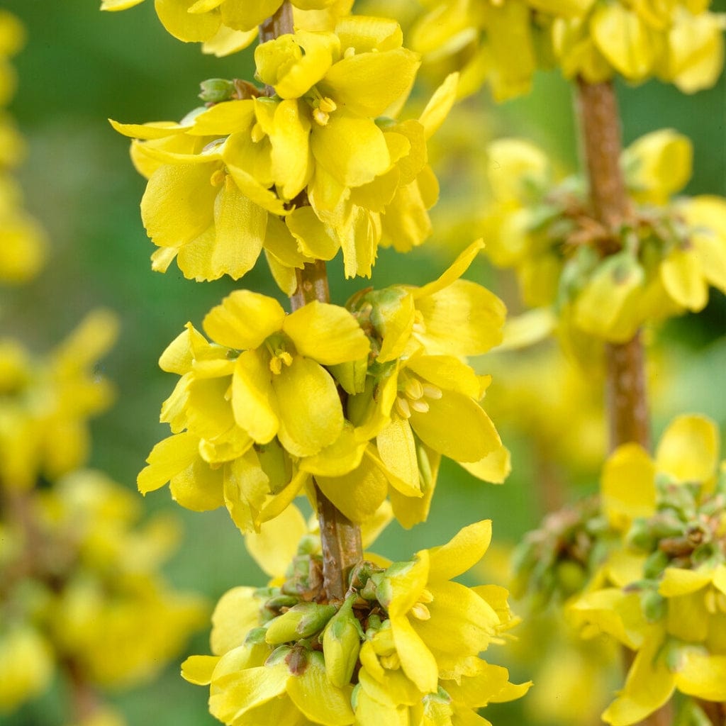 Early Spring Flowering Shrub Collection