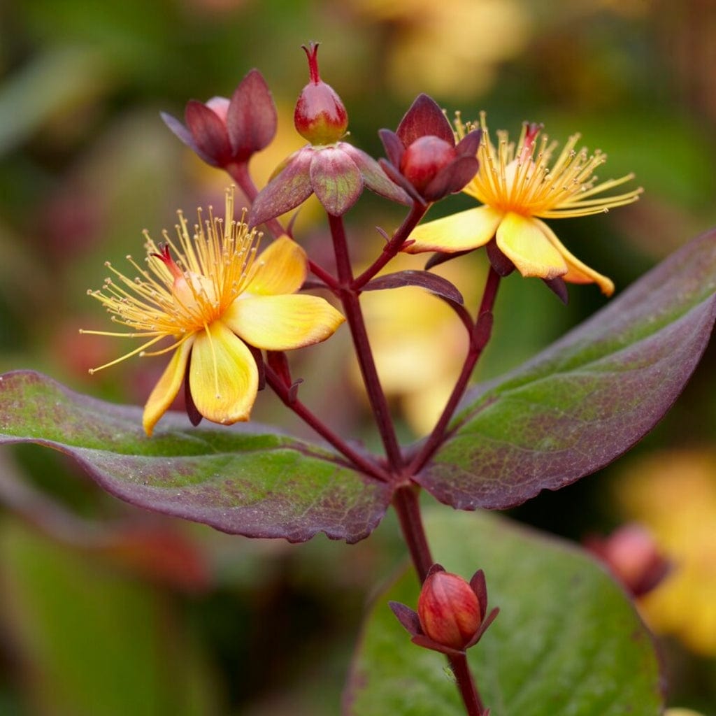 The Ultimate Flowering Hedge