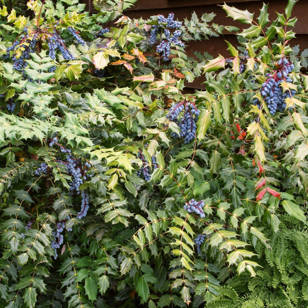 Early Spring Flowering Shrub Collection