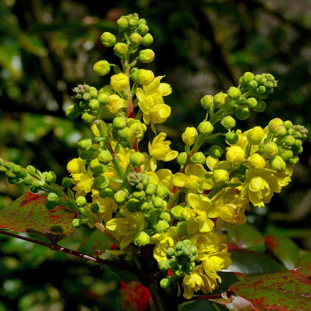 The Ultimate Flowering Hedge