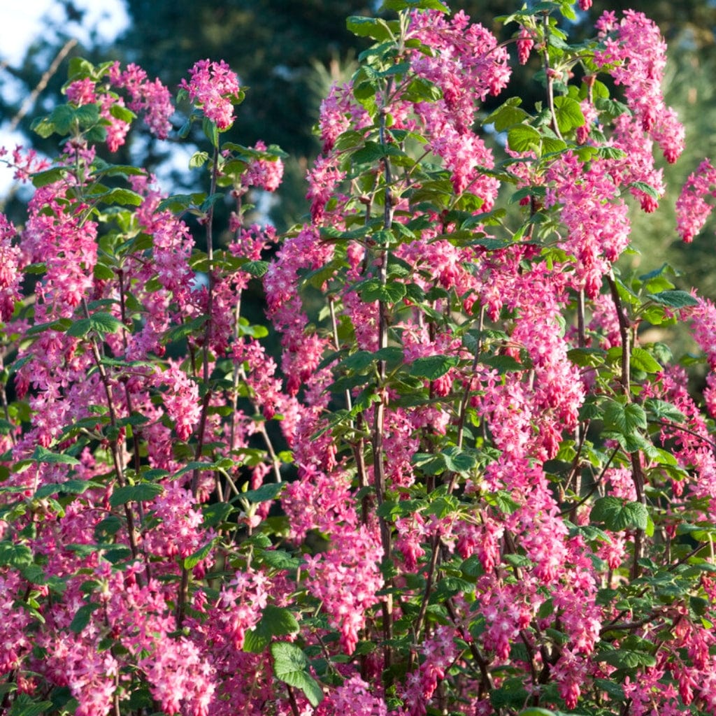 The Ultimate Flowering Hedge