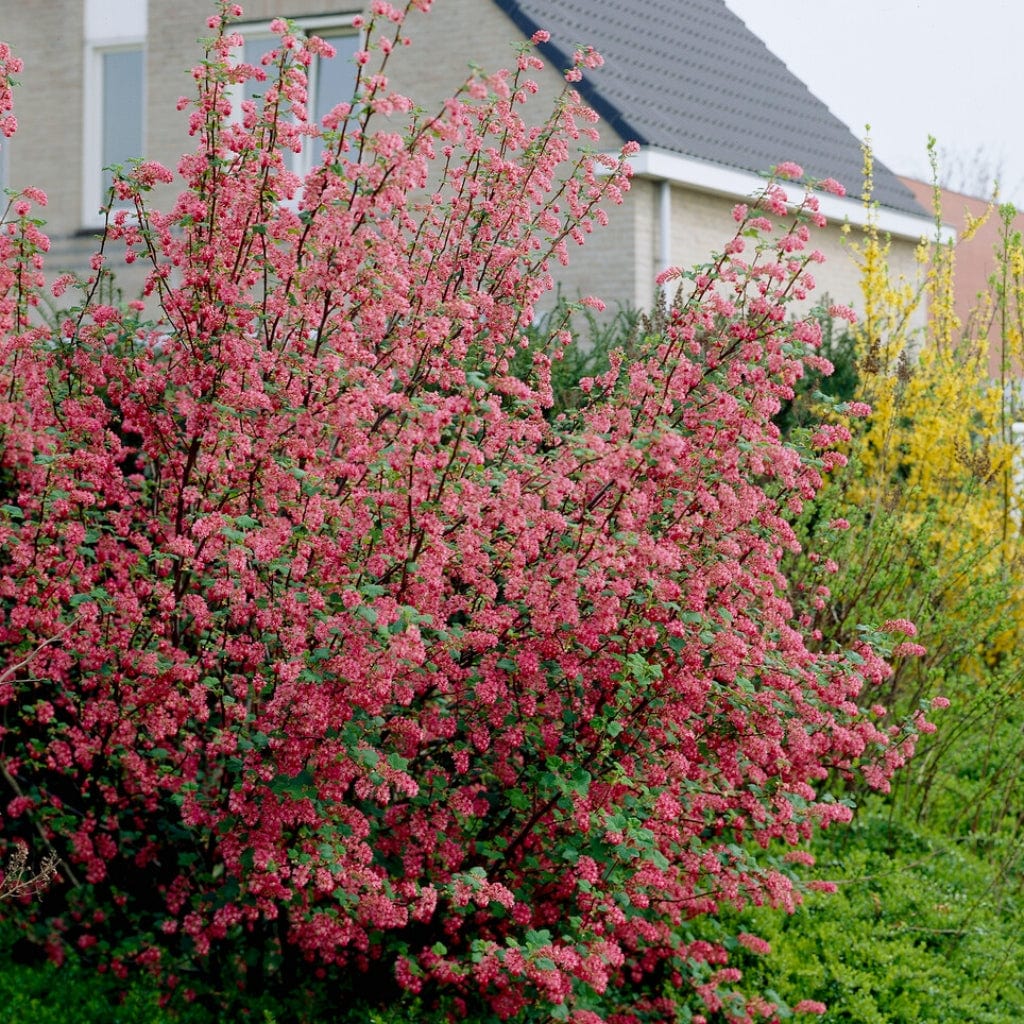 Ribes sanguineum
