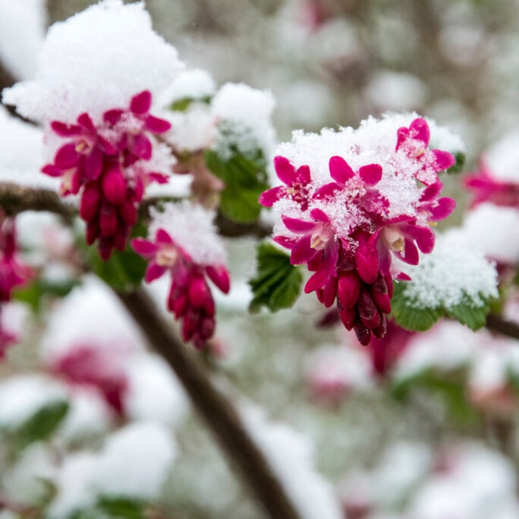 Ribes sanguineum