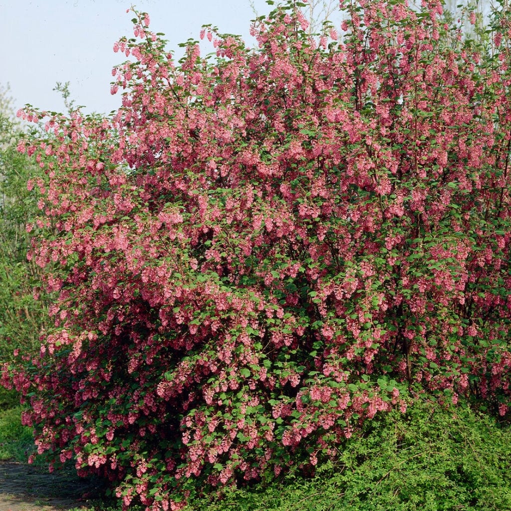 Ribes sanguineum