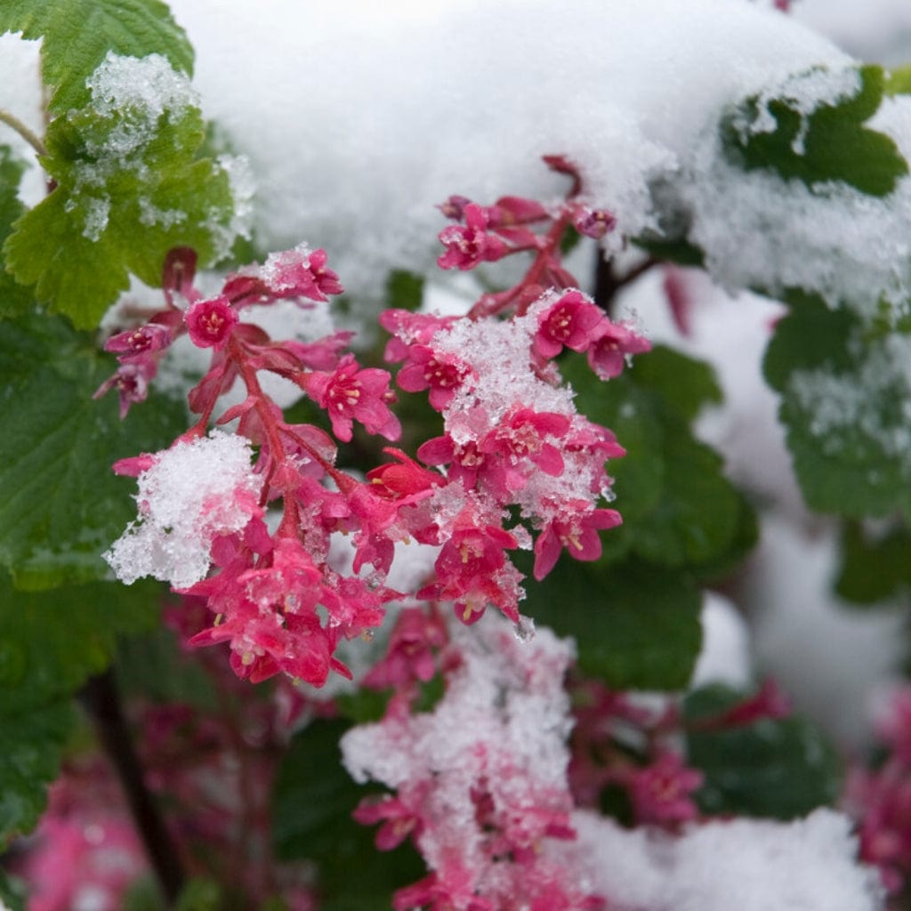 Ribes sanguineum