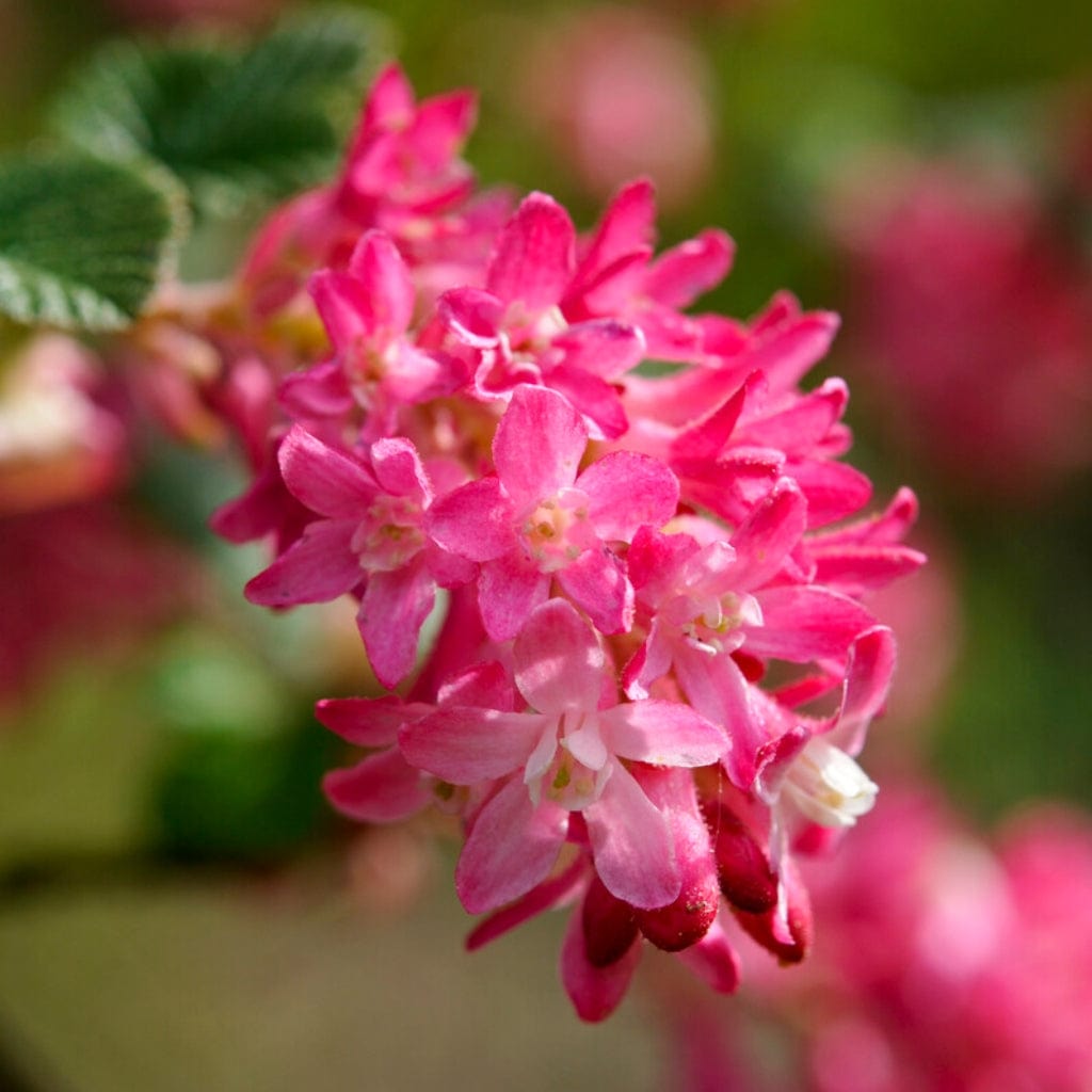 Ribes sanguineum